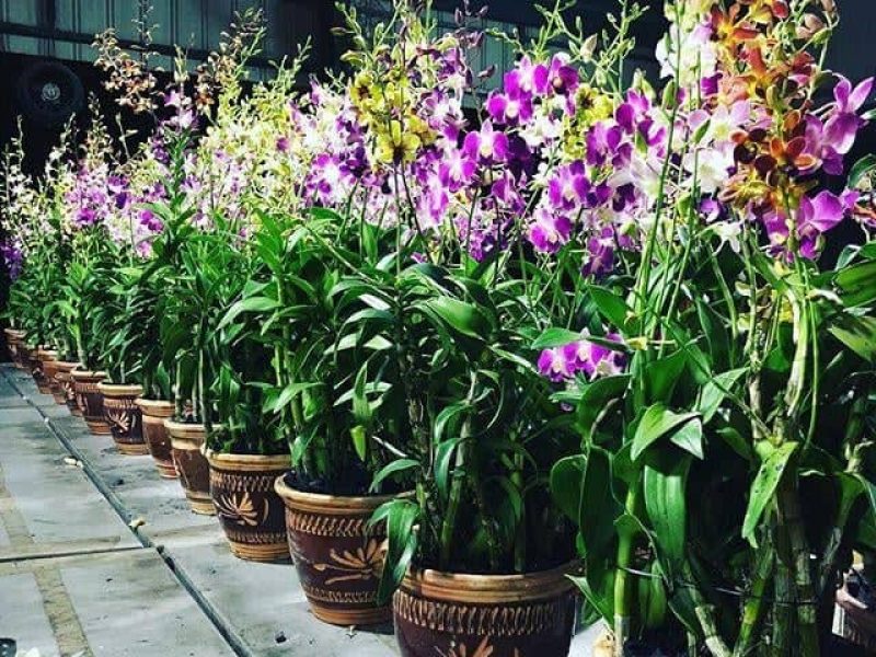 Heshan Orchid Nursery Plats